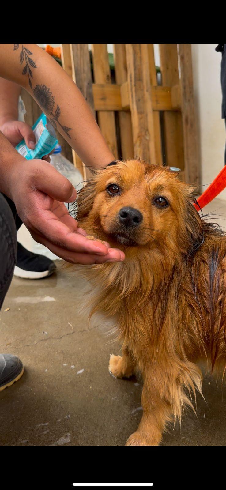 Wet brown dog being bathed, held by a person with a tattooed arm.