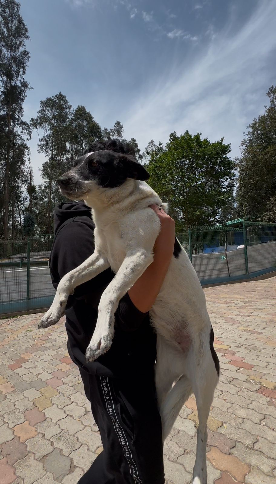 Person in black holding a large white and black dog outdoors with trees in the background.