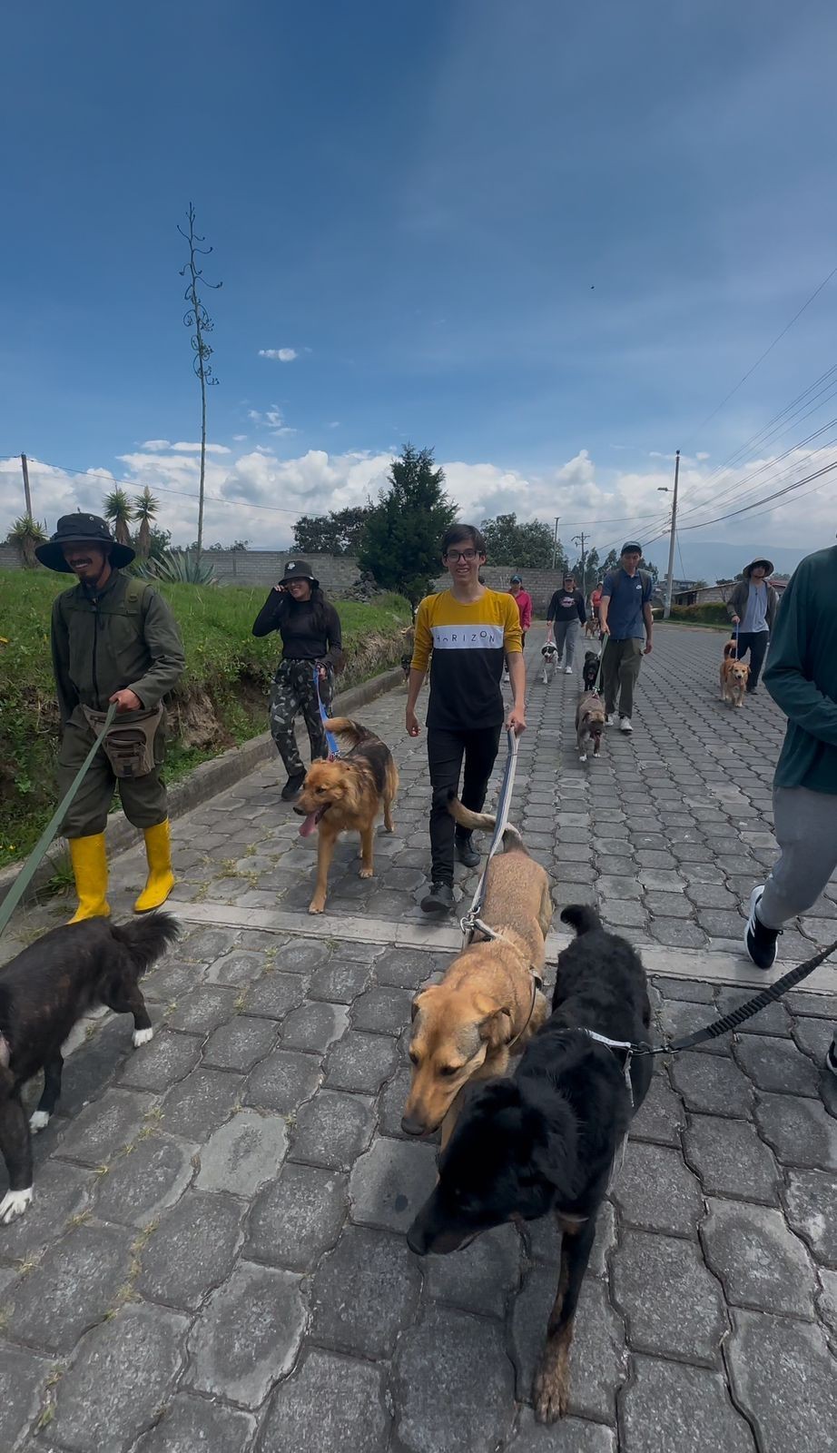 Group of people walking several dogs on a paved path under a clear blue sky.